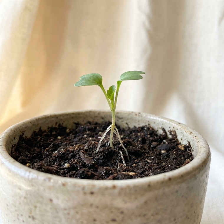 A seedling with pale roots visible in dark soil, in a speckled ceramic pot